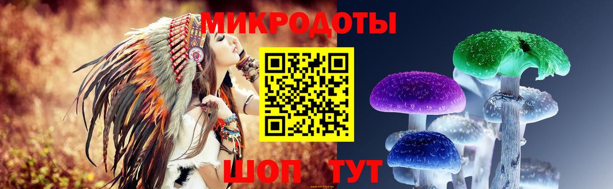 Псилоцибиновые грибы Psilocybe Новоалтайск